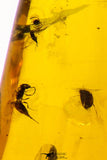 09151 - Top Quality 1.19 Inch Baltic Amber With An Inclusion Of Fossil Insects (Diptera- Dolichopodidae Fly)