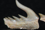 06409 - Great Collection of 3 Weltonia ancistrodon Shark Teeth Paleocene
