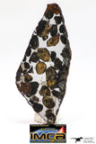 09153 - Sericho Pallasite Meteorite Polished Section Fell in Kenya 18.6 g