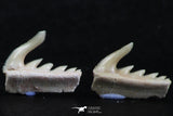 06410 - Great Collection of 3 Weltonia ancistrodon Shark Teeth Paleocene