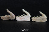 06410 - Great Collection of 3 Weltonia ancistrodon Shark Teeth Paleocene