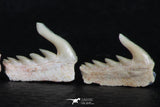 06410 - Great Collection of 3 Weltonia ancistrodon Shark Teeth Paleocene