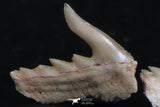 06410 - Great Collection of 3 Weltonia ancistrodon Shark Teeth Paleocene