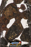 09154 - Sericho Pallasite Meteorite Polished Section Fell in Kenya 10.1 g