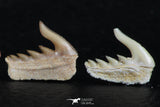 06411 - Great Collection of 3 Weltonia ancistrodon Shark Teeth Paleocene