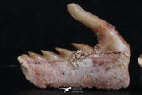 06411 - Great Collection of 3 Weltonia ancistrodon Shark Teeth Paleocene