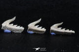 06412 - Great Collection of 5 Weltonia ancistrodon Shark Teeth Paleocene