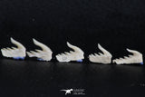06412 - Great Collection of 5 Weltonia ancistrodon Shark Teeth Paleocene