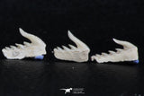 06412 - Great Collection of 5 Weltonia ancistrodon Shark Teeth Paleocene