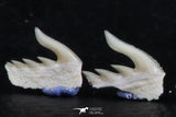 06412 - Great Collection of 5 Weltonia ancistrodon Shark Teeth Paleocene