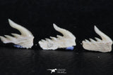 06412 - Great Collection of 5 Weltonia ancistrodon Shark Teeth Paleocene