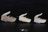 06413 - Great Collection of 5 Weltonia ancistrodon Shark Teeth Paleocene