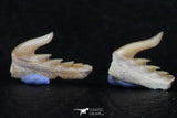 06413 - Great Collection of 5 Weltonia ancistrodon Shark Teeth Paleocene