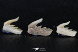 06413 - Great Collection of 5 Weltonia ancistrodon Shark Teeth Paleocene