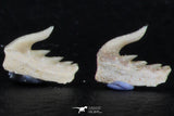 06413 - Great Collection of 5 Weltonia ancistrodon Shark Teeth Paleocene