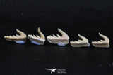 06413 - Great Collection of 5 Weltonia ancistrodon Shark Teeth Paleocene