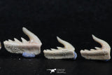 06413 - Great Collection of 5 Weltonia ancistrodon Shark Teeth Paleocene