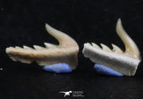 06413 - Great Collection of 5 Weltonia ancistrodon Shark Teeth Paleocene