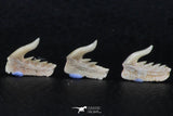 06414 - Great Collection of 5 Weltonia ancistrodon Shark Teeth Paleocene