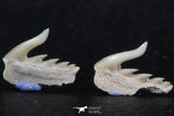 06414 - Great Collection of 5 Weltonia ancistrodon Shark Teeth Paleocene