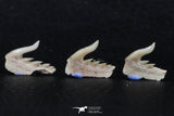 06414 - Great Collection of 5 Weltonia ancistrodon Shark Teeth Paleocene
