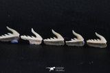 06414 - Great Collection of 5 Weltonia ancistrodon Shark Teeth Paleocene