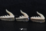 06414 - Great Collection of 5 Weltonia ancistrodon Shark Teeth Paleocene