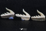 06414 - Great Collection of 5 Weltonia ancistrodon Shark Teeth Paleocene