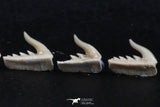 06414 - Great Collection of 5 Weltonia ancistrodon Shark Teeth Paleocene
