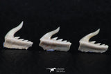 06417 - Great Collection of 3 Weltonia ancistrodon Shark Teeth Paleocene