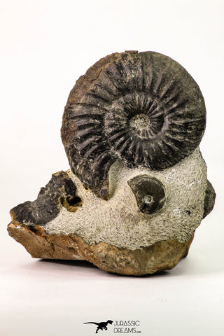 09158 - Top Beautiful Association of Unidentified Jurassic Ammonites - Atlas Mountains