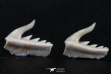 06417 - Great Collection of 3 Weltonia ancistrodon Shark Teeth Paleocene