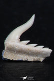 06417 - Great Collection of 3 Weltonia ancistrodon Shark Teeth Paleocene