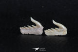 06418 - Great Collection of 2 Weltonia ancistrodon Shark Teeth Paleocene