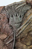 09159 - Top Beautiful 7.95 Inch Silurian Scyphocrinites elegans Crinoid Plate