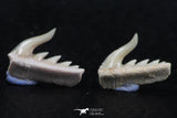 06418 - Great Collection of 2 Weltonia ancistrodon Shark Teeth Paleocene