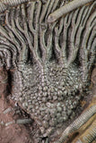 09159 - Top Beautiful 7.95 Inch Silurian Scyphocrinites elegans Crinoid Plate