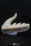 06418 - Great Collection of 2 Weltonia ancistrodon Shark Teeth Paleocene