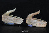 06419 - Great Collection of 3 Weltonia ancistrodon Shark Teeth Paleocene