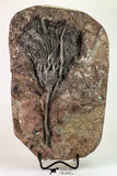09160 - Top Beautiful 7.48 Inch Silurian Scyphocrinites elegans Crinoid Plate