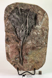 09160 - Top Beautiful 7.48 Inch Silurian Scyphocrinites elegans Crinoid Plate