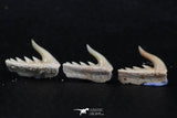 06419 - Great Collection of 3 Weltonia ancistrodon Shark Teeth Paleocene