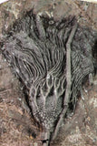 09160 - Top Beautiful 7.48 Inch Silurian Scyphocrinites elegans Crinoid Plate