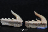 06419 - Great Collection of 3 Weltonia ancistrodon Shark Teeth Paleocene