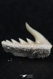 06419 - Great Collection of 3 Weltonia ancistrodon Shark Teeth Paleocene