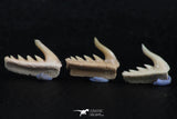 06420 - Great Collection of 3 Weltonia ancistrodon Shark Teeth Paleocene