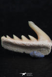 06420 - Great Collection of 3 Weltonia ancistrodon Shark Teeth Paleocene