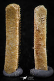 06421 - Great Collection of 4 Myliobatis Stingray Dental Plates Paleocene