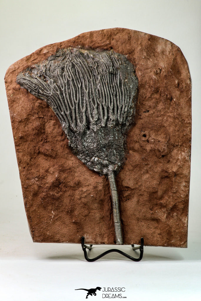 09164 - Finest Quality 7.91 Inch Silurian Scyphocrinites elegans Crinoid Plate