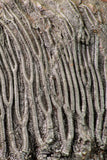 09164 - Finest Quality 7.91 Inch Silurian Scyphocrinites elegans Crinoid Plate